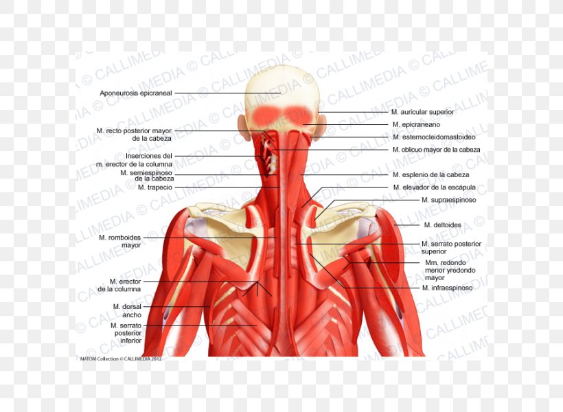 Posterior Triangle Of The Neck Head And Neck Anatomy Posterior Auricular Muscle, PNG, 600x600px, Watercolor, Cartoon, Flower, Frame, Heart Download Free