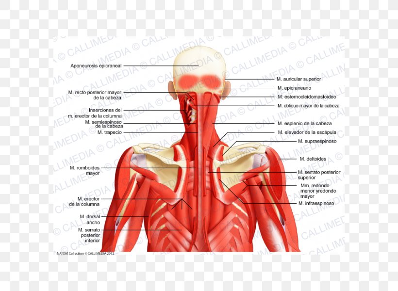 Posterior Triangle Of The Neck Head And Neck Anatomy Posterior