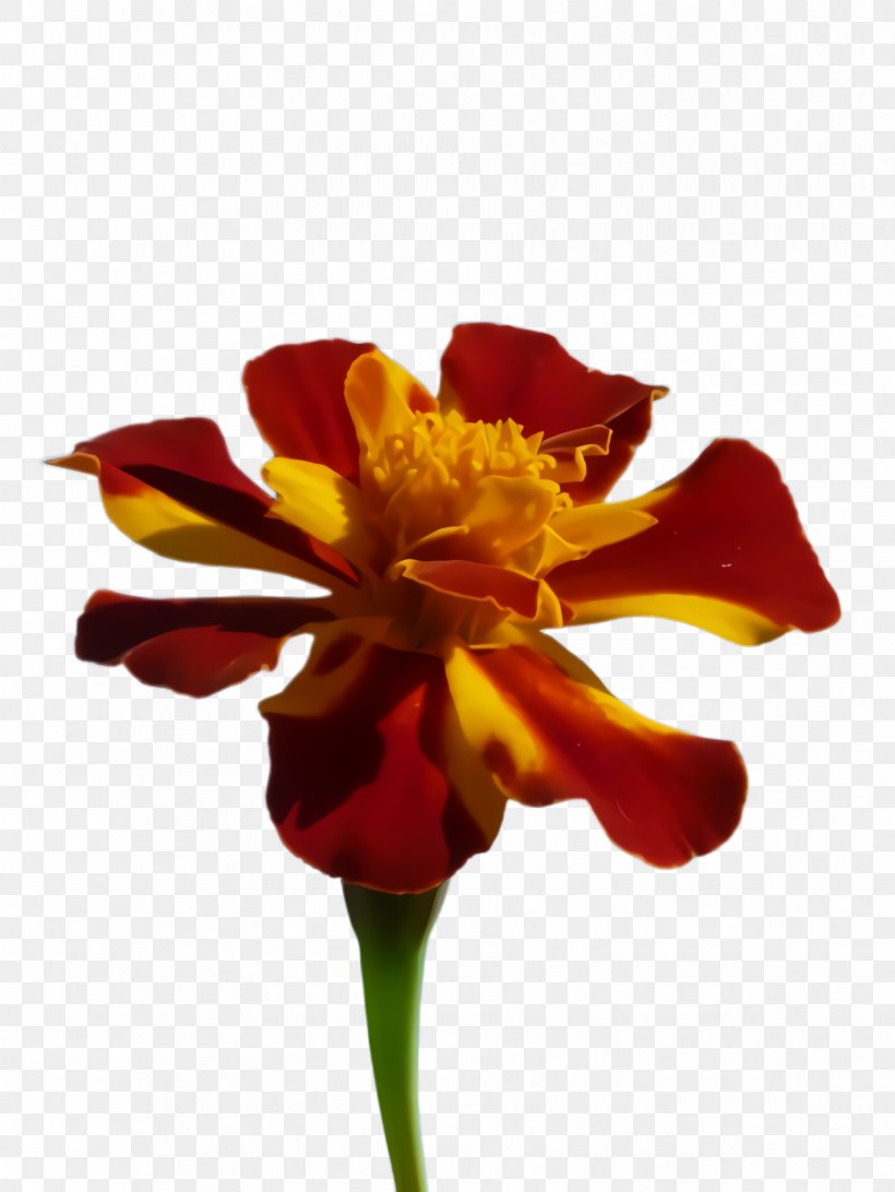 Flowers Cartoon, PNG, 1732x2308px, Marigold, Bloom, Blossom, Cut Flowers, Daylily Download Free