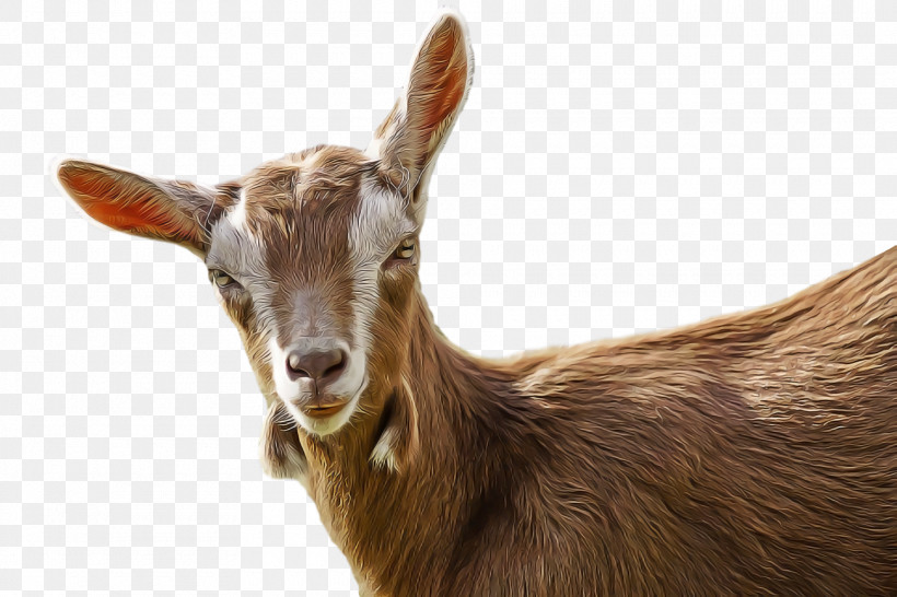 Goat Feral Goat Sheep Drawing Cartoon, PNG, 1920x1280px, Goat, Caprinae, Cartoon, Drawing, Feral Goat Download Free