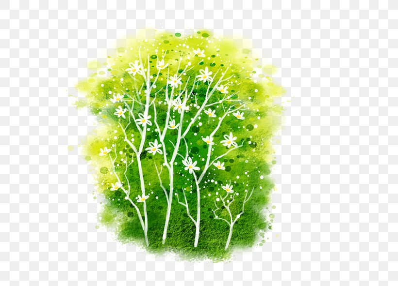 Grass, PNG, 591x591px, Grass, Flower, Green, Herb, Herbaceous Plant Download Free