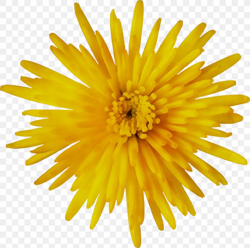 Stock Photography Image Flower, PNG, 1403x1394px, Stock Photography, Chrysanths, Daisy Family, Dandelion, English Marigold Download Free