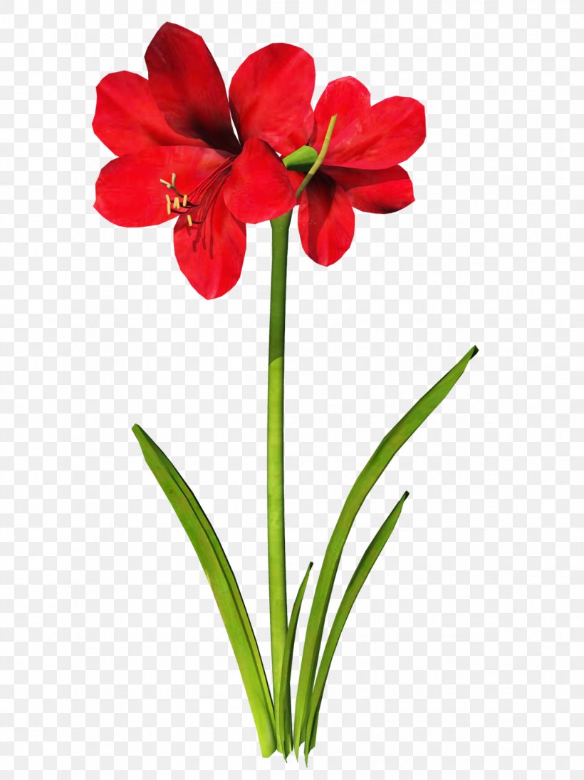 Amaryllis Belladonna Flower Clip Art, PNG, 1199x1600px, Amaryllis Belladonna, Amaryllis, Amaryllis Family, Bulb, Cut Flowers Download Free