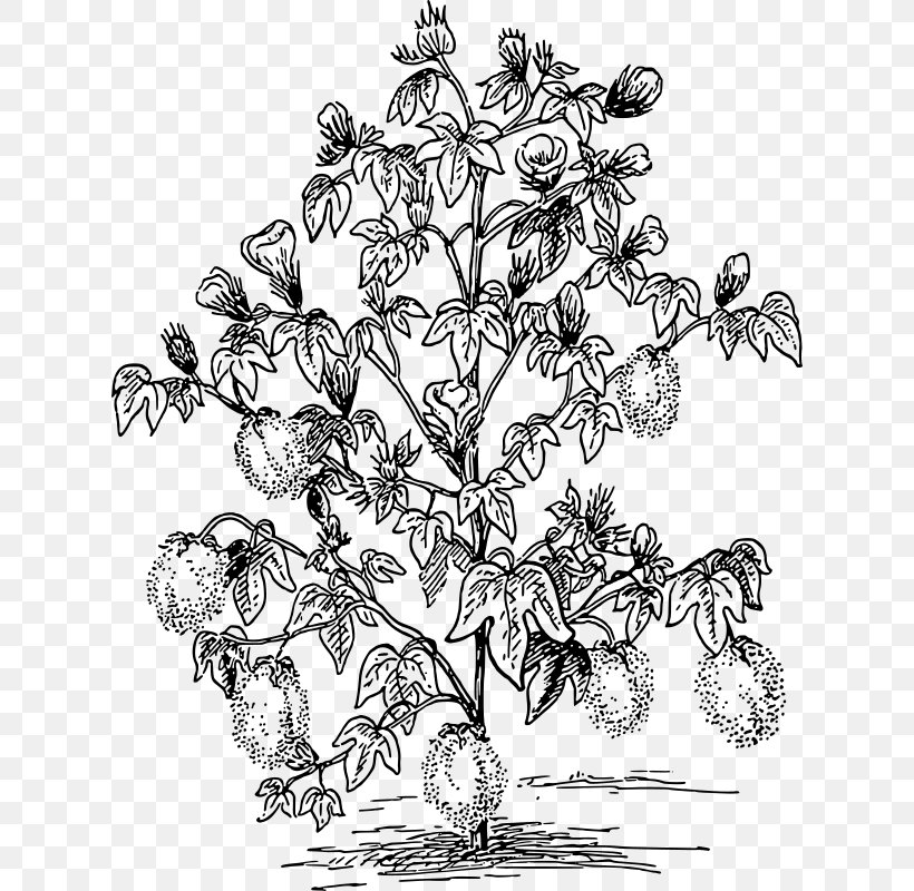 Cotton Plant White Black Stock Illustrations – 1,444 Cotton Plant