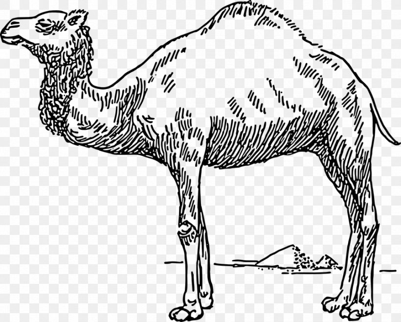 Dromedary Bactrian Camel Drawing Clip Art, PNG, 896x720px, Dromedary, Animal Figure, Arabian Camel, Art, Bactrian Camel Download Free