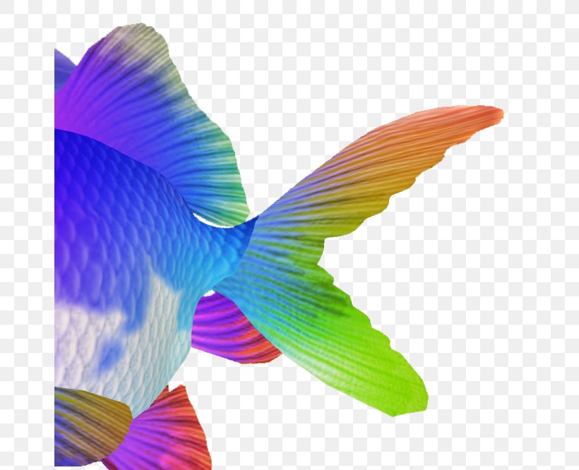 Goldfish Hummingbird M Tail, PNG, 666x666px, Goldfish, Fin, Fish, Hummingbird, Hummingbird M Download Free