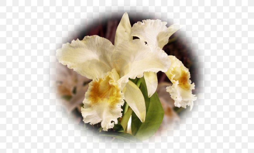 Cattleya Orchids Dendrobium Phalaenopsis Equestris Flowering Plant, PNG, 554x494px, Cattleya Orchids, Blossom, Cattleya, Dendrobium, Flora Download Free