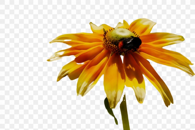 Flower Yellow Petal Honeybee Plant, PNG, 2448x1632px, Watercolor, Bee, Flower, Flowering Plant, Honeybee Download Free