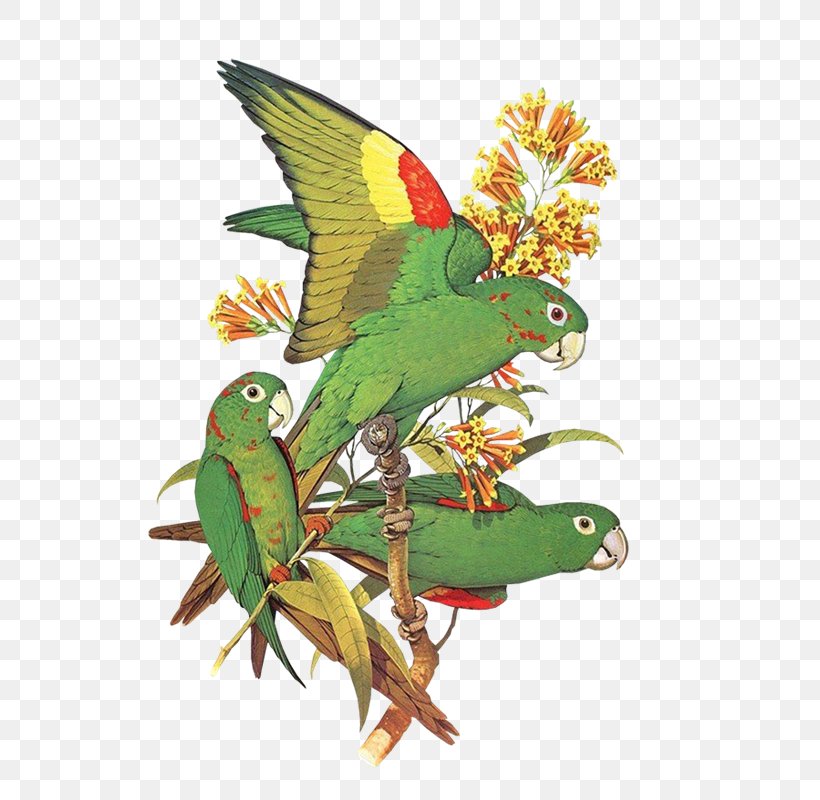 Budgerigar Bird Macaw Parakeet, PNG, 569x800px, Budgerigar, Animal, Art, Beak, Bird Download Free