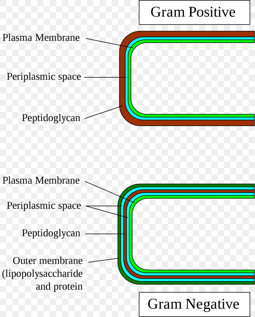 Gram Positive And Gram Negative Bacteria Chart