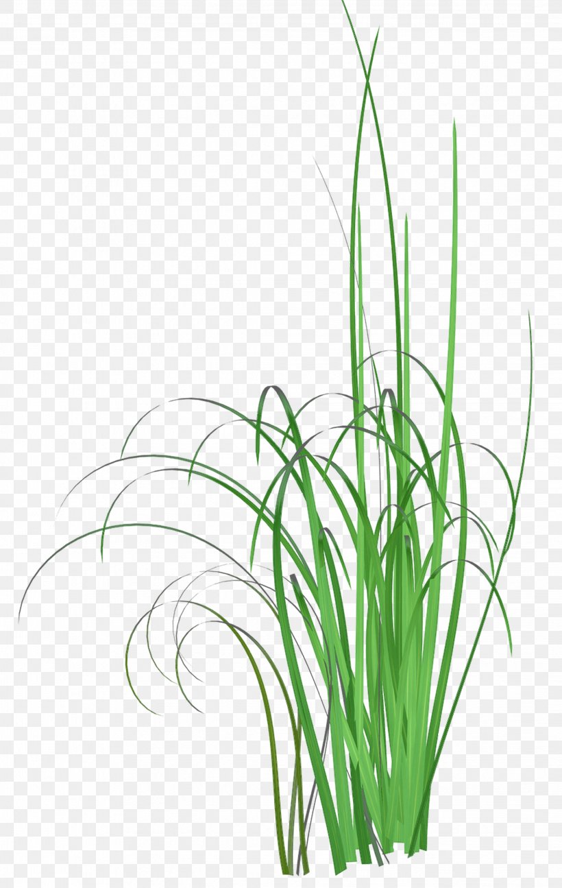 Grass Common Reed Herbaceous Plant Clip Art, PNG, 2243x3543px, Grass, Aquarium Decor, Commodity, Common Reed, Flora Download Free