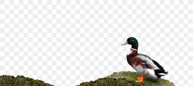 Mallard Goose Duck Fauna Beak, PNG, 1650x740px, Mallard, Beak, Bird, Duck, Ducks Geese And Swans Download Free