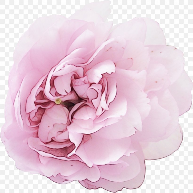 Rose, PNG, 1109x1106px, Watercolor, Common Peony, Cut Flowers, Flower, Flowering Plant Download Free