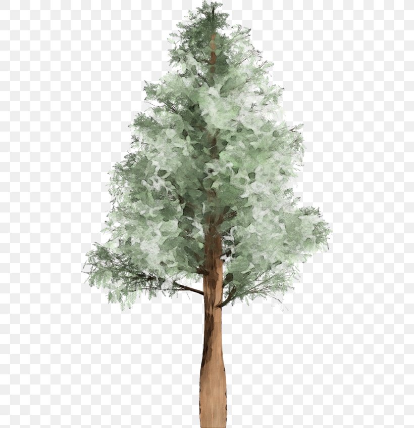 Tree Plant Woody Plant White Pine American Larch, PNG, 500x846px, Watercolor, American Larch, Branch, Oregon Pine, Paint Download Free