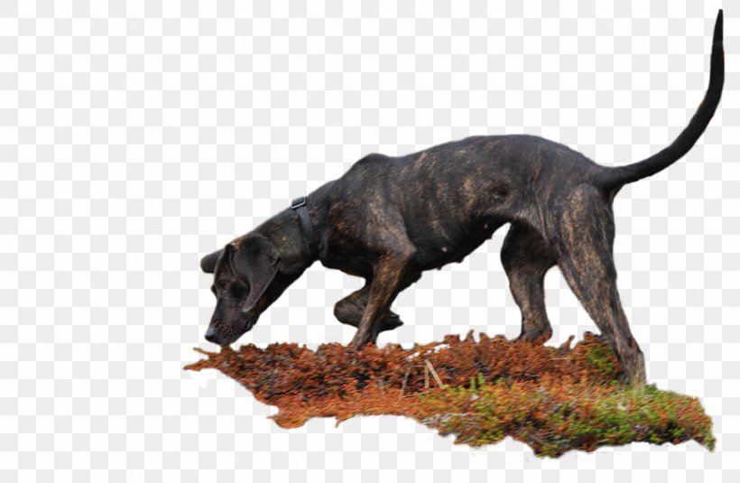 Dog Breed Plott Hound American Kennel Club, PNG, 868x567px, Dog Breed, American Kennel Club, Breed, Carnivoran, Conformation Show Download Free