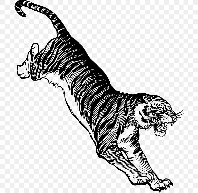 Felidae White Tiger Drawing Clip Art, PNG, 700x800px, Felidae, Animal, Animal Figure, Art, Bengal Tiger Download Free