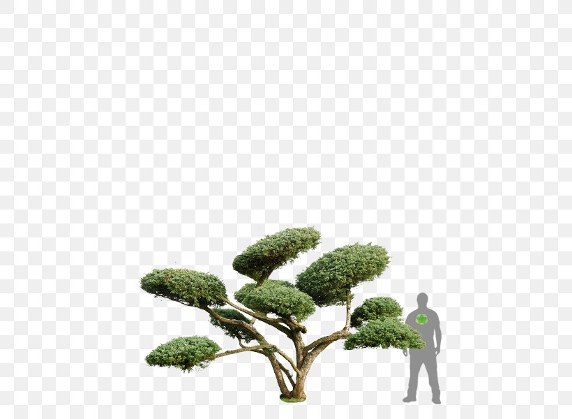 Juniperus Chinensis Conifers Shrub ClickandGreen GmbH Houseplant, PNG, 450x600px, Juniperus Chinensis, Branch, Branching, Clickandgreen Gmbh, Conifers Download Free
