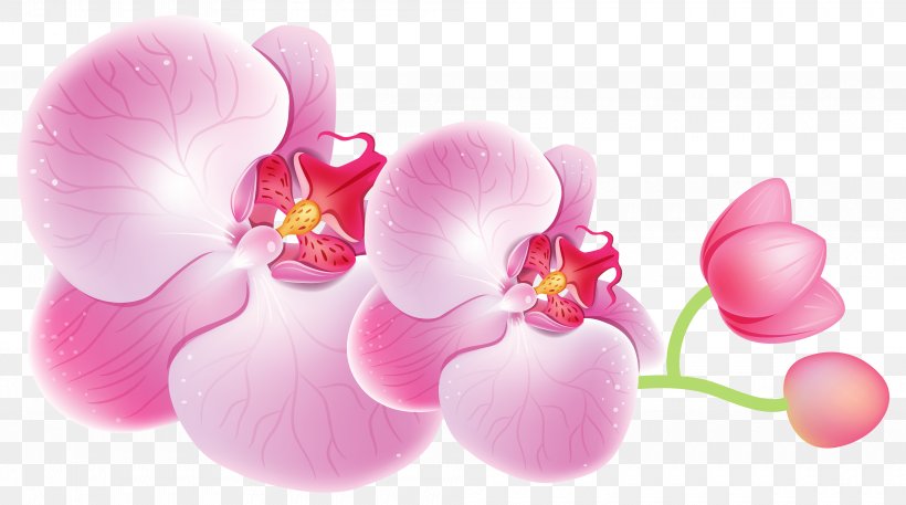 Cattleya Orchids Flower Clip Art, PNG, 4000x2231px, Orchids, Blossom, Boat Orchid, Cattleya Orchids, Close Up Download Free