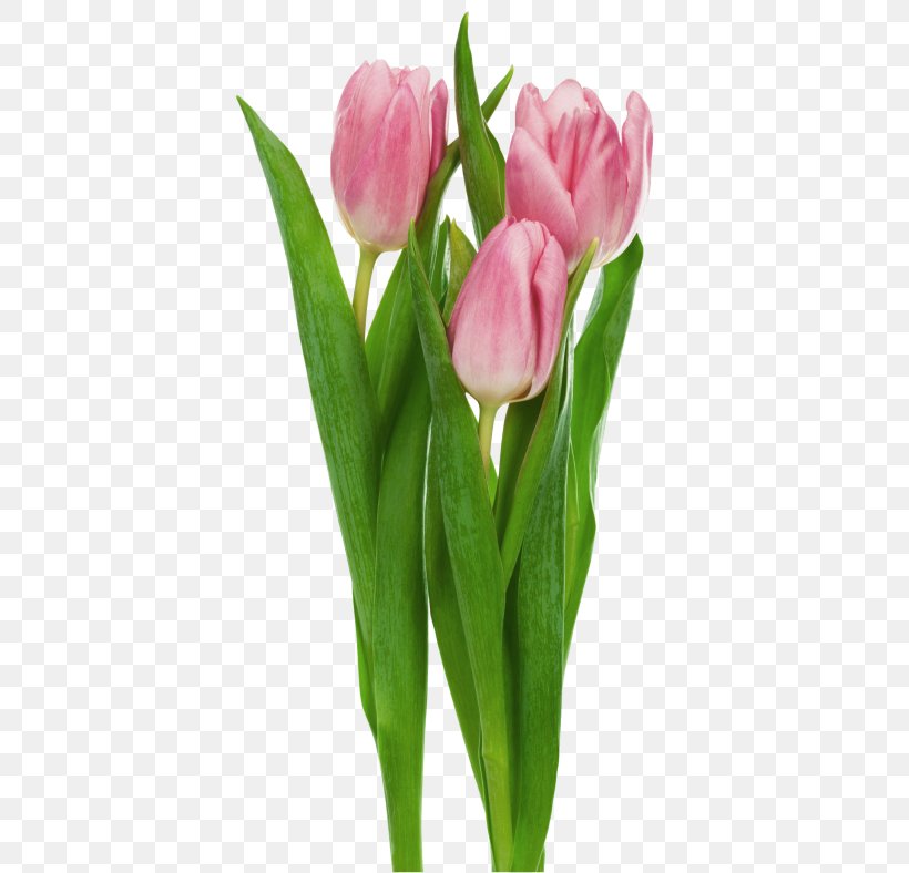 Indira Gandhi Memorial Tulip Garden Tulipa Gesneriana Flower Clip Art, PNG, 407x788px, Indira Gandhi Memorial Tulip Garden, Bud, Cut Flowers, Flower, Flowering Plant Download Free