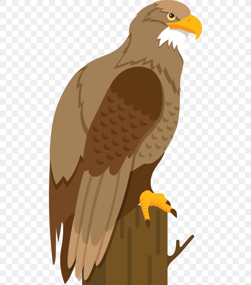 Bald Eagle Hawk Cartoon Illustration, PNG, 500x928px, Bald Eagle, Accipitriformes, Beak, Bird, Bird Of Prey Download Free