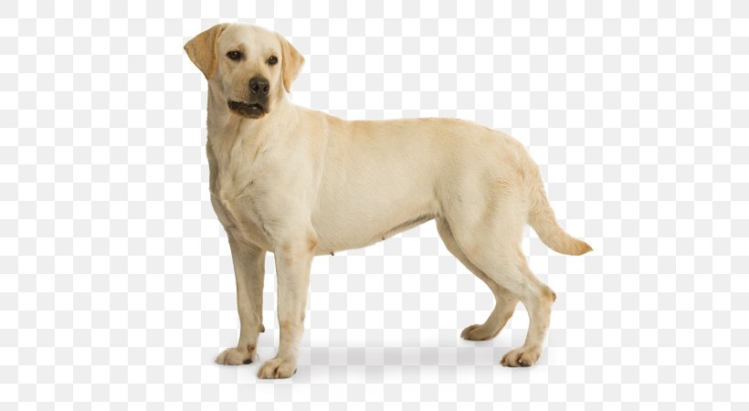 Labrador Retriever Golden Retriever Puppy St. John's Water Dog German Shepherd, PNG, 580x450px, Labrador Retriever, Breed, Carnivoran, Companion Dog, Dog Download Free