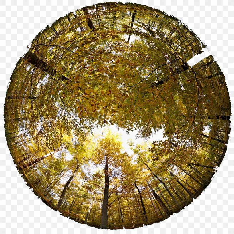 Tree Stock Photography Fisheye Lens, PNG, 1868x1870px, Tree, Animation, Fisheye Lens, Magnification, Perspective Download Free