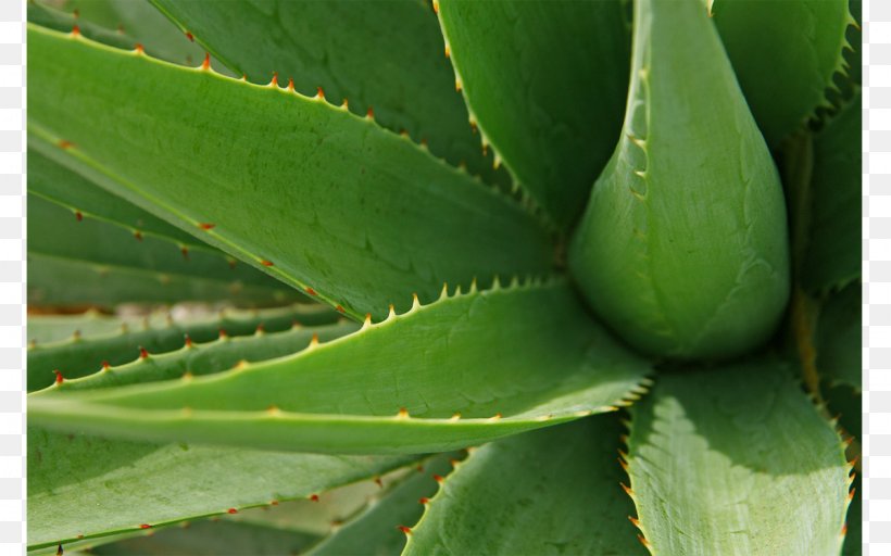 Aloe Vera Aloe Arborescens Gel Plant Medicine, PNG, 1200x750px, Aloe Vera, Agave, Aloe, Aloe Arborescens, Burn Download Free