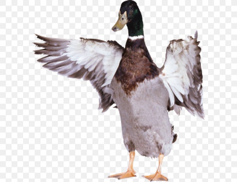 American Pekin Duck Goose Bird, PNG, 600x632px, American Pekin, Anatidae, Animation, Beak, Bird Download Free