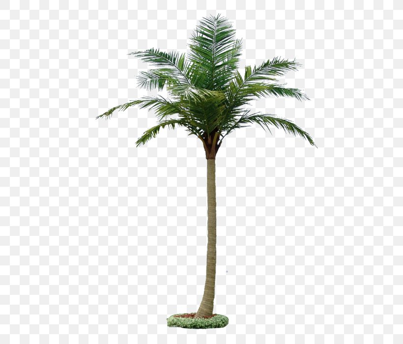Coconut Tree Roystonea Regia Hyophorbe Lagenicaulis Taobao, PNG, 700x700px, Coconut, Alcoholic Drink, Arecaceae, Arecales, Borassus Flabellifer Download Free