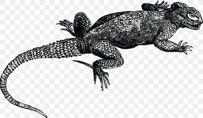 Common Iguanas Lizard Reptile Gila Monster Clip Art, PNG, 4000x2334px, Common Iguanas, Agama, Agamidae, Amphibian, Animal Figure Download Free