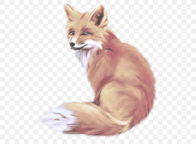 Fox Red Fox Whiskers Drawing Swift Fox, PNG, 531x600px, Fox, Drawing, Red Fox, Swift Fox, Tail Download Free