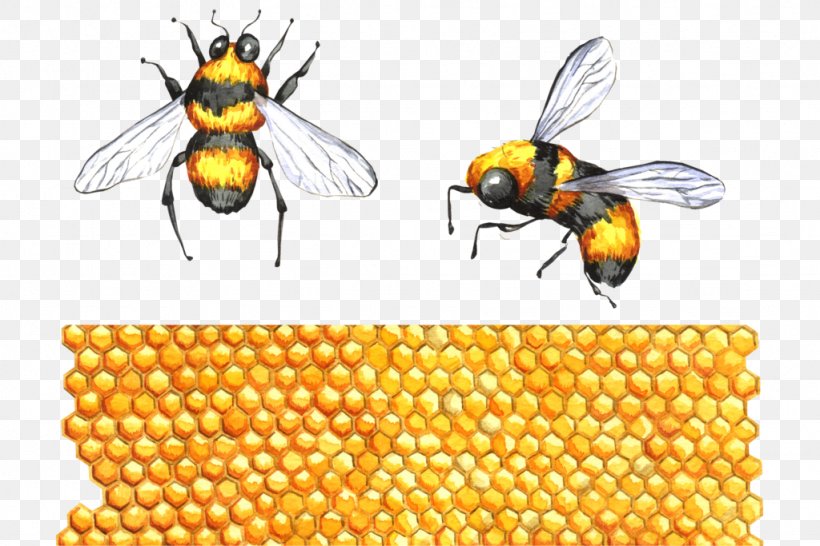 Honey Bee Hornet Bumblebee The Interpretation Of Dreams By The Duke Of Zhou Apitoxin, PNG, 1024x683px, Honey Bee, Apidae, Apitoxin, Arthropod, Bee Download Free
