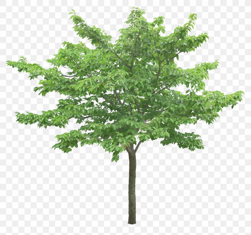 Tree Ginkgo Biloba, PNG, 3150x2950px, Tree, Branch, Filename Extension, Ginkgo Biloba, Grass Download Free