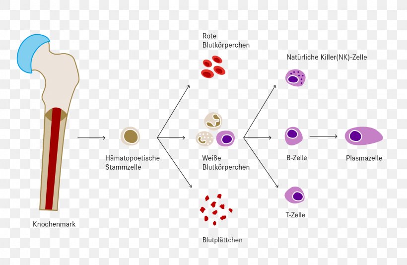 Haematopoiesis White Blood Cell Leukemia Platelet, PNG, 1840x1200px, Haematopoiesis, Acute Lymphoblastic Leukemia, Blood, Blood Cell, Bone Download Free