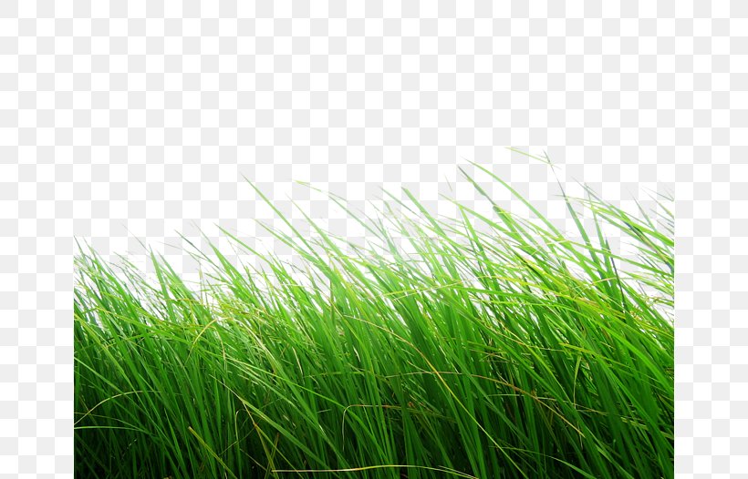 Clip Art, PNG, 658x526px, Editing, Alpha Compositing, Artificial Turf, Display Resolution, Grass Download Free