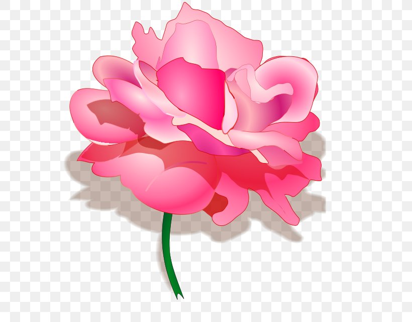 Rose Clip Art, PNG, 567x640px, Rose, Cut Flowers, Elementary School, First Grade, Floral Design Download Free