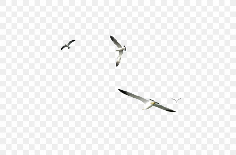 Water Bird Bird Migration Seabird PhotoScape, PNG, 1600x1051px, Bird, Animal, Animal Migration, Beak, Bird Migration Download Free