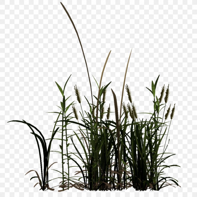 Commodity Tree Phragmites Plant Stem, PNG, 1024x1024px, Commodity, Grass, Grass Family, Phragmites, Plant Download Free