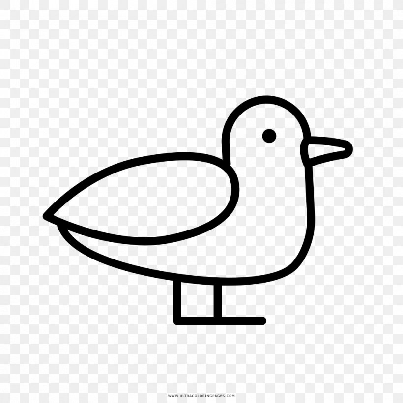 Drawing Gulls Coloring Book Clip Art, PNG, 1000x1000px, Drawing, Area, Artwork, Beak, Bird Download Free