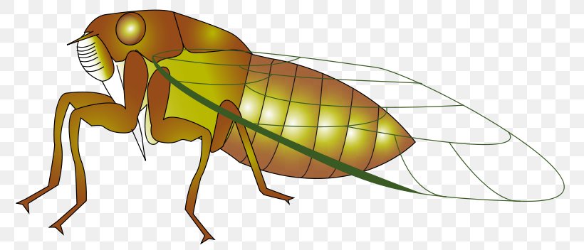 Insect Cicadidae Clip Art, PNG, 800x352px, Insect, Arthropod, Cicadidae, Cicadoidea, Fauna Download Free