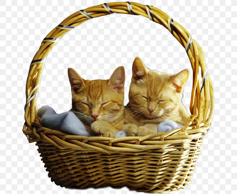 Kitten Cat Whiskers Clip Art, PNG, 670x673px, Kitten, Basket, Carnivoran, Cat, Cat Bed Download Free