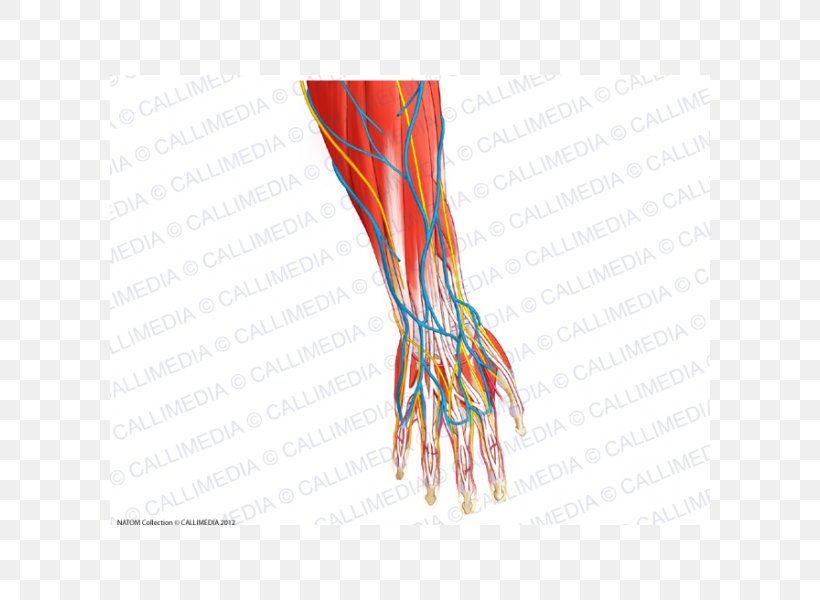 Finger Nerve Blood Vessel Muscle Forearm, PNG, 600x600px, Watercolor, Cartoon, Flower, Frame, Heart Download Free