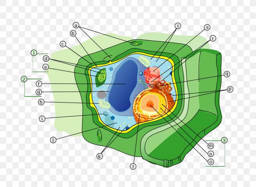 Plant Cell Cell Wall Organelle, PNG, 1200x878px, Plant, Cell, Cell Membrane, Cell Nucleus, Cell Wall Download Free