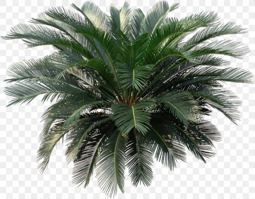 Sago Palm Cycad Houseplant Arecaceae, PNG, 898x700px, Sago Palm, Arecaceae, Arecales, Attalea Speciosa, Borassus Flabellifer Download Free
