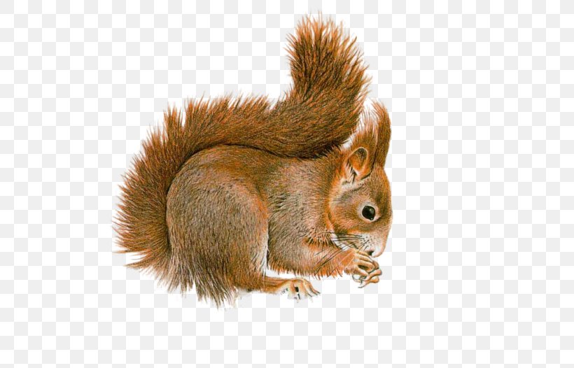 Squirrel Clip Art Image Cat, PNG, 550x526px, Squirrel, Animal, Art, Cat, Drawing Download Free