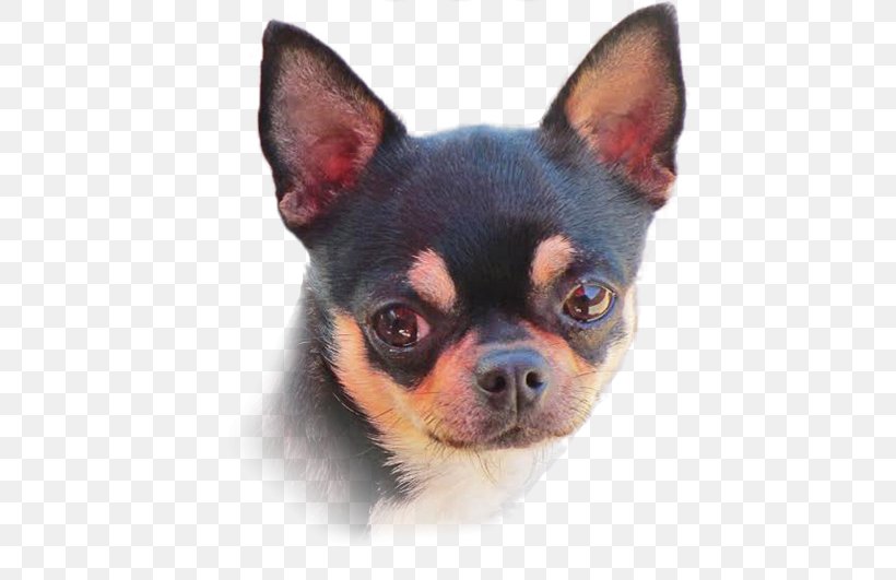 Chihuahua Puppy Companion Dog Dog Breed Toy Dog, PNG, 564x531px, Chihuahua, Breed, Breed Group Dog, Breeder, Carnivoran Download Free