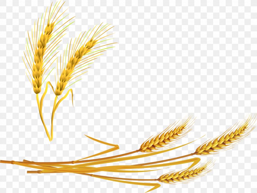 Emmer Einkorn Wheat Durum Wheat Porridge Spelt, PNG, 3045x2289px, Emmer, Avena, Barley, Cereal, Cereal Germ Download Free
