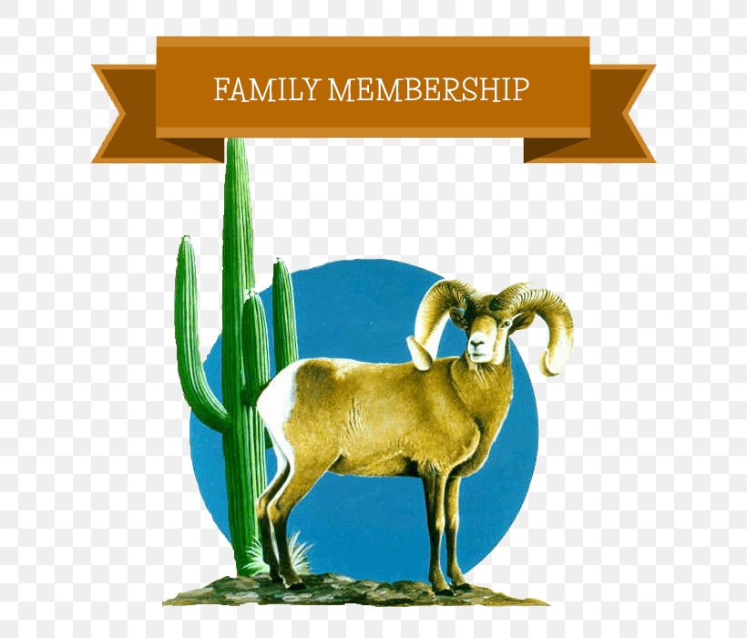 Goat Bighorn Sheep Cattle Bighorn Sheep, PNG, 700x700px, Goat, Arizona, Bighorn Sheep, Bovid, Cattle Download Free