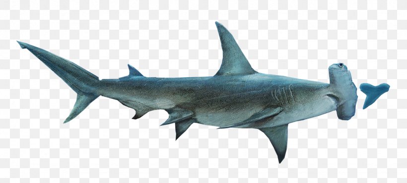 Hammerhead Shark Lamniformes Requiem Shark Squaliformes Tiger Shark, PNG, 1536x694px, Hammerhead Shark, Animal Figure, Basking Shark, Carcharhiniformes, Cartilaginous Fish Download Free