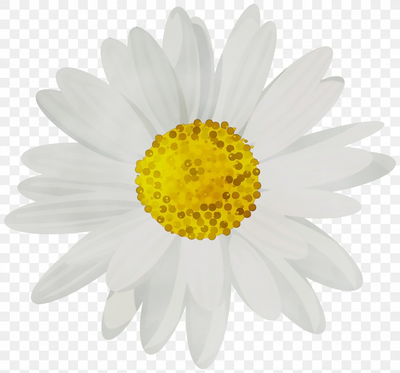 Clip Art Common Daisy Desktop Wallpaper Image, PNG, 3000x2804px, Common Daisy, Aster, Asterales, Barberton Daisy, Camomile Download Free